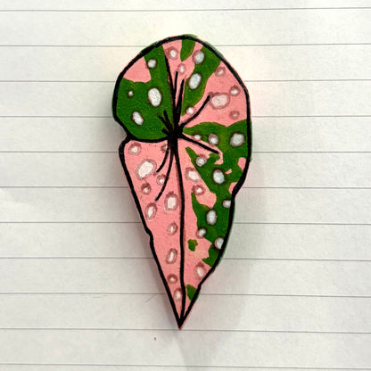 Begonia Variants
