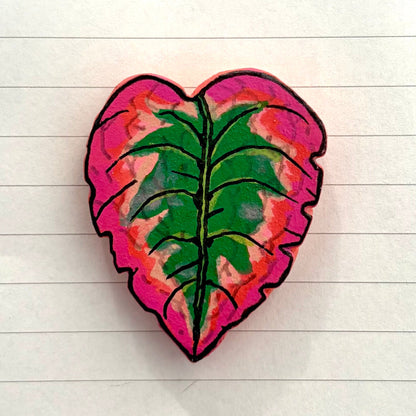 Episcia Variants
