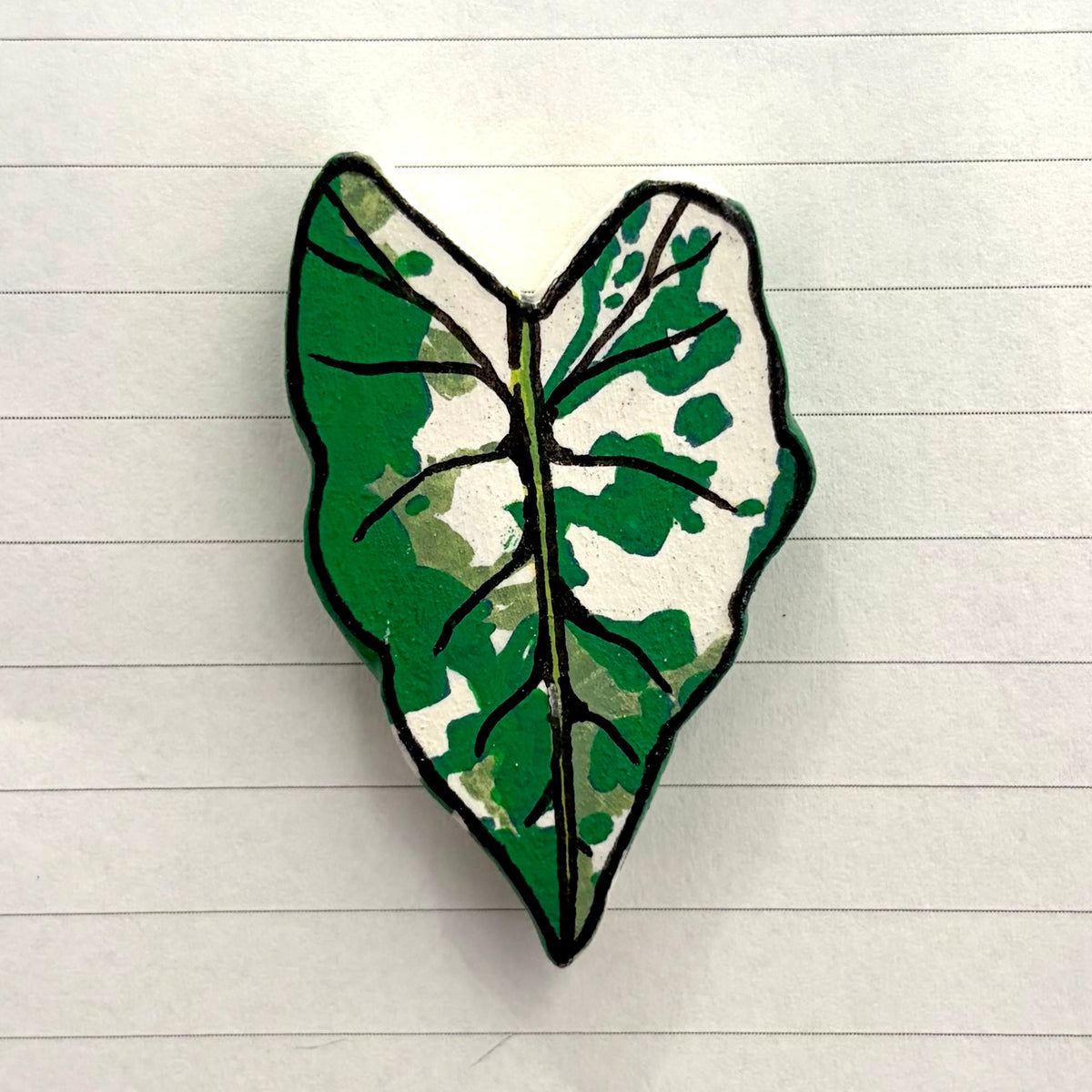 Variegated Alocasia