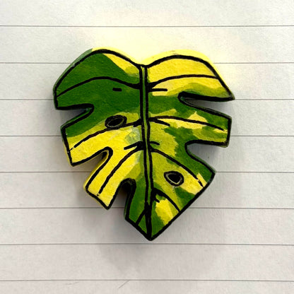 Monstera Variants