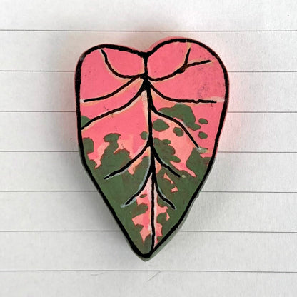 Syngonium Variants