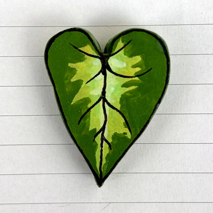 Syngonium Variants
