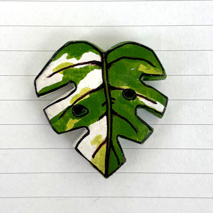 Monstera Variants