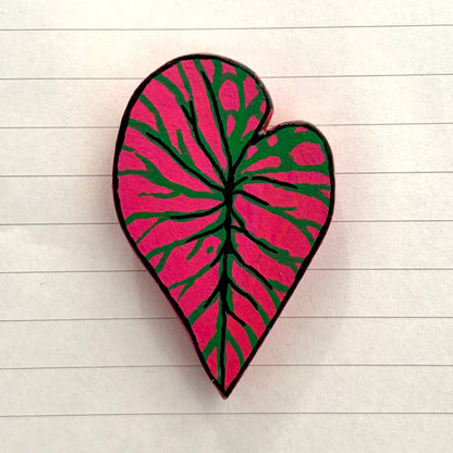 Begonia Variants