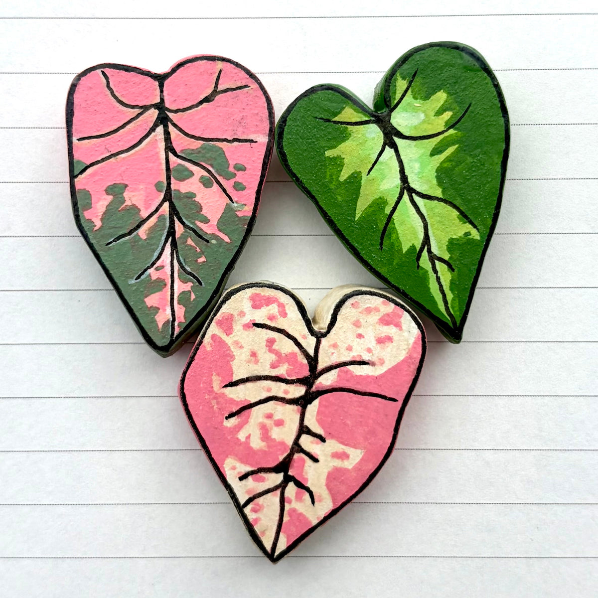 Syngonium Variants
