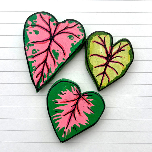 Caladium Variants
