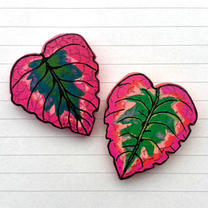 Episcia Variants