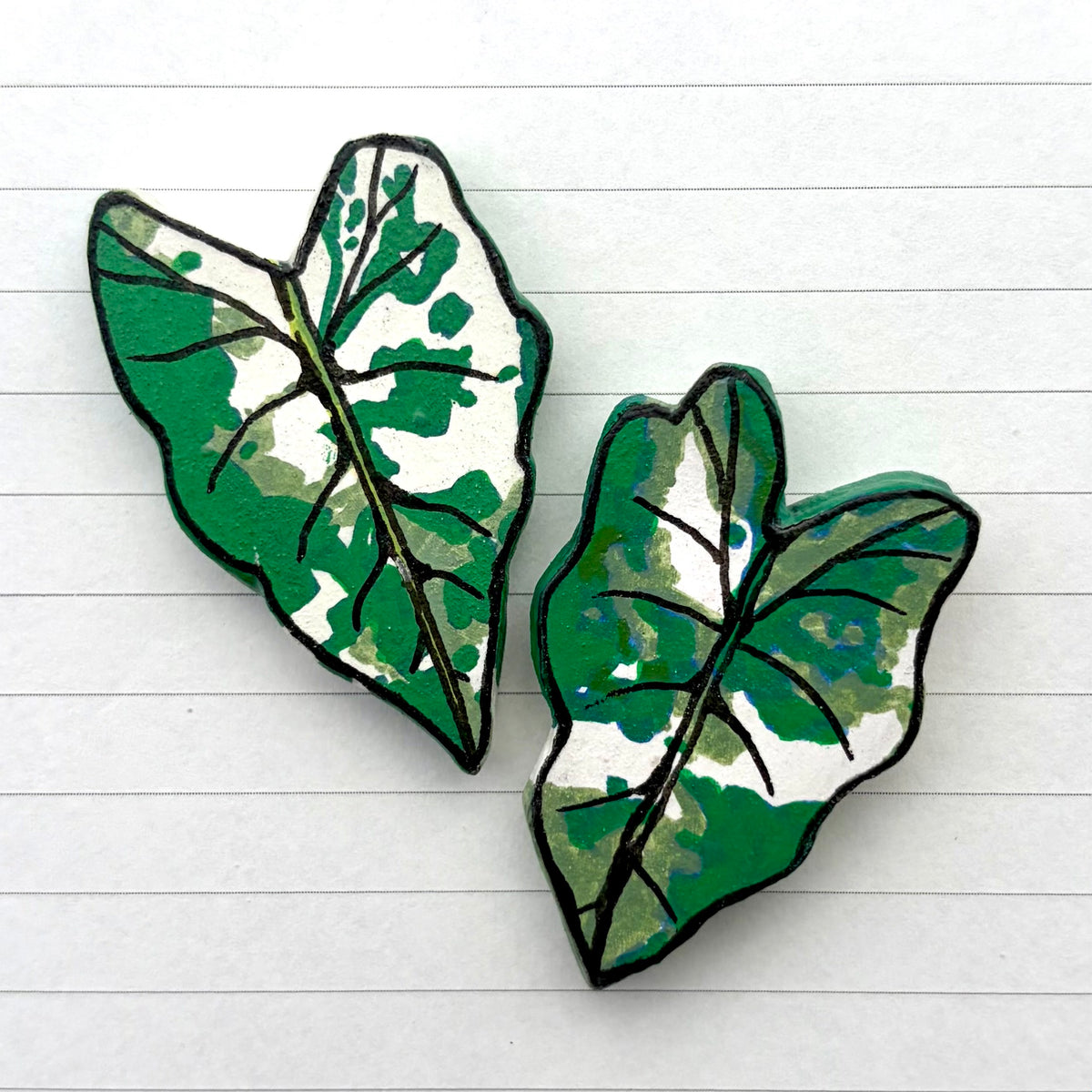 Variegated Alocasia