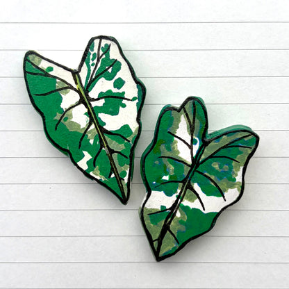 Variegated Alocasia