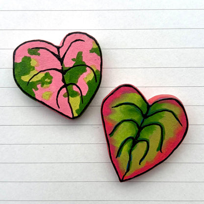 Peperomia Variants