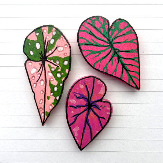 Begonia Variants